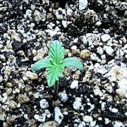 Marijuana seedling showing its first two sets of leaves