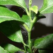 Spider mites on a lemon plant (click for closeup)