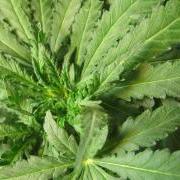 Tobacco Mosaic Virus Ravishes Marijuana Plants - Dispose of affected plants immediately!