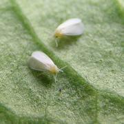 White flies /whiteflys are a surprisingly tenacious marijuana pest