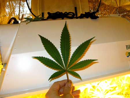 A cannabis leaf held against the hood of an HPS grow light