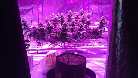 This grower used Scrog and LST to train the plant so all the colas are directly under the light, without any larfy buds