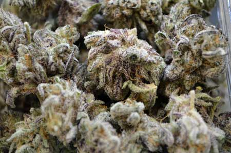 Lots of glittery purple cannabis buds