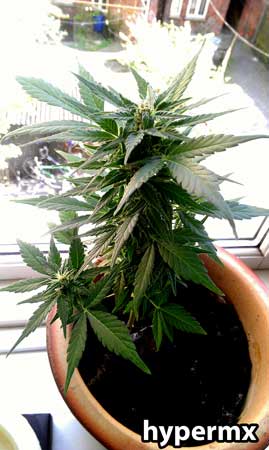 Lowryder Original Auto-flowering cannabis plant by hypermx