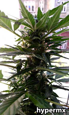 Lowryder Original Auto-flowering cannabis plant by hypermx