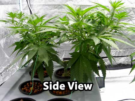 Side view of the cannabis plant from above