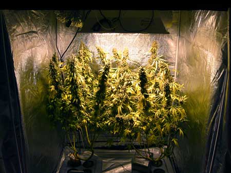 Cannabis plants just before harvest - they were trained to make the most use of their space