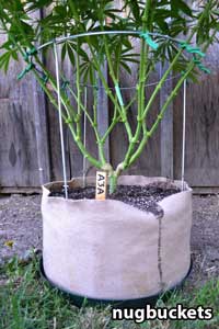 16 větví na této rostlině konopí - pěstováno v Smart Potu (chytrém květináči)