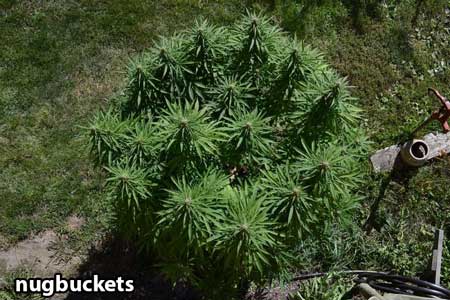 Main-lined marijuana plant outdoors - Nugbuckets