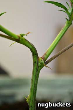 Closeup of first supercrop style pinch on a clone which will be main-lined