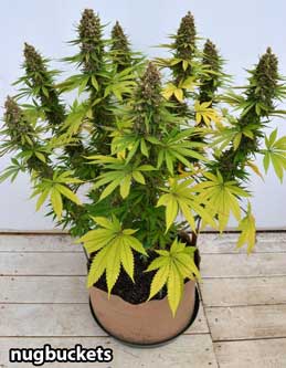 That same main-lined marijuana plant grown out - Nugbuckets