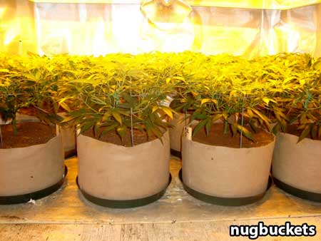 Main-lining produces an effortlessly flat canopy when growing indoors - making good use of your grow lights