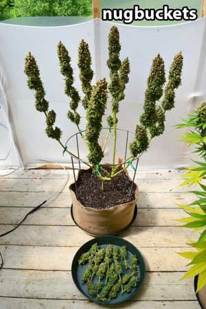 Main-lined marijuana plant at harvest after being trimmed - Nugbuckets