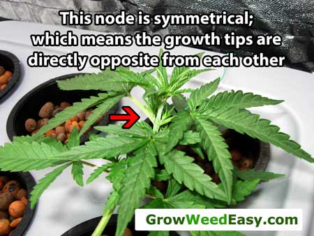 Try to choose symmetrical nodes to top, when possible