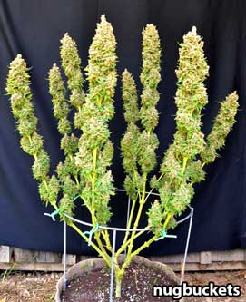 Trimmed, main-lined marijuana plant at harvest - Nugbuckets
