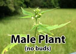 Samčí rostliny konopí - nevytváří žádné palice