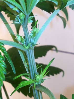 Male cannabis plant showing its first pre-flowers (pollen sacs)