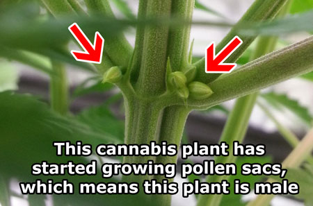 Identify male cannabis plants by their balls (male pollen sacs) which grow at the "V" where the stems meet the "trunk"