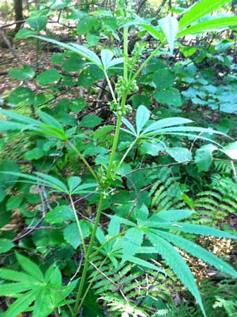 A male cannabis plant growing outdoors - instead of buds, he is growing pollen sacs