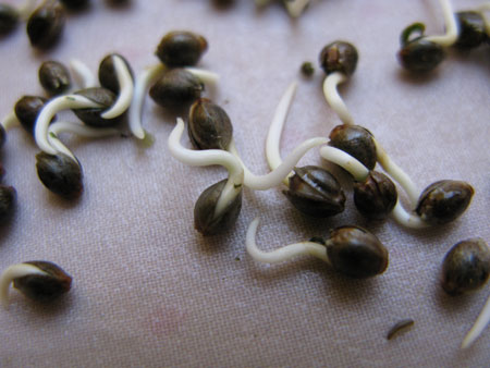 Dozens of cannabis seeds sprouting and showing off their white tap roots