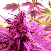 Closeup of marijuana under an LED grow light