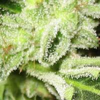 More trichomes don't necessarily mean more potency