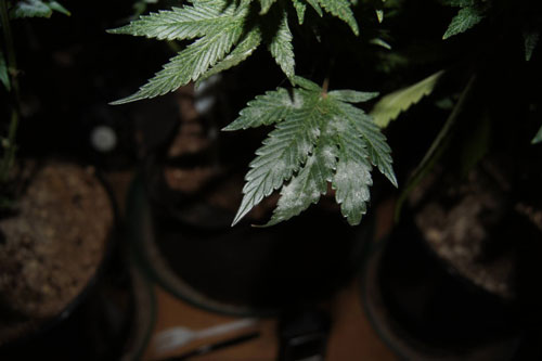 White powdery mold growing on marijuana leaves