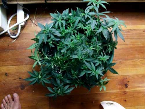 This is what your marijuana plant will look like after she's been all bent down