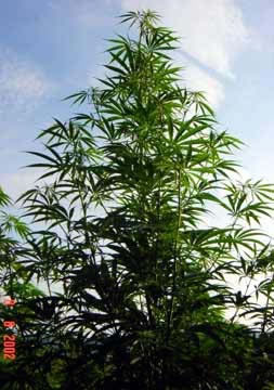 An outdoor marijuana grow set against the sky