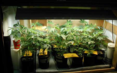 Start growing your own marijuana garden today!