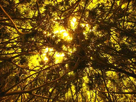 Upskirt shot of a marijuana canopy