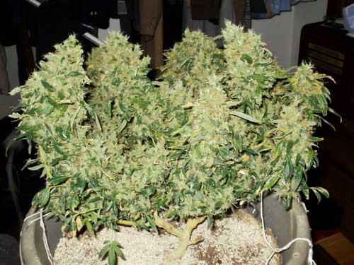 Massive LST plant - used at least some form of bending/supercropping to achieve a shape like this