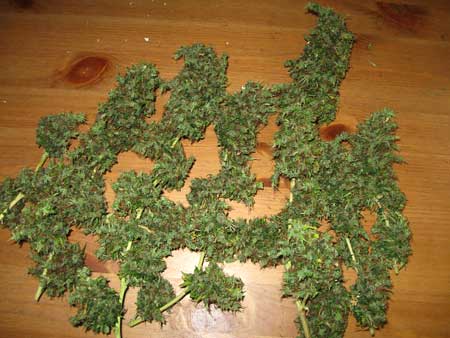 Master Purp buds at harvest