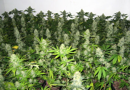 An example of huge buds growing thanks to being exposed to direct light