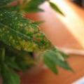 This marijuana leaf is showing signs of a calcium deficiency
