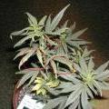 This marijuana plant is showing signs of a copper deficiency