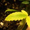 A close up of a marijuana leaf that is showing sign sof a copper deficiency