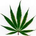 This marijuana leaf shows signs of heat stress