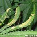 This marijuana leaf shows signs of heat stress