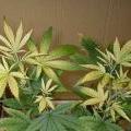 This young marijuana plant appears to have an iron deficiency