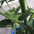 The cannabis leaves are showing the first signs of an iron deficiency