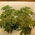 This marijuana plant shows signs of light burn