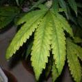 This cannabis leaf is showing signs of a magnesium deficiency