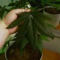 This marijuana plants has been fed too much nitrogen