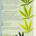 Information about nitrogen and your cannabis plant