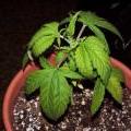 An overwatered Marjuana plant
