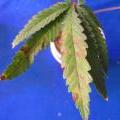 This marijuana plant leaves are showing signs of a phosphorus deficiency