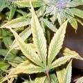 This marijuana leaf shows signs of a potassium deficiency