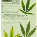 This info-graphic has information about potassium requirements when growing marijuana 