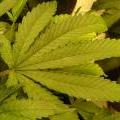 This cannabis leaf shows the first signs of spider mites